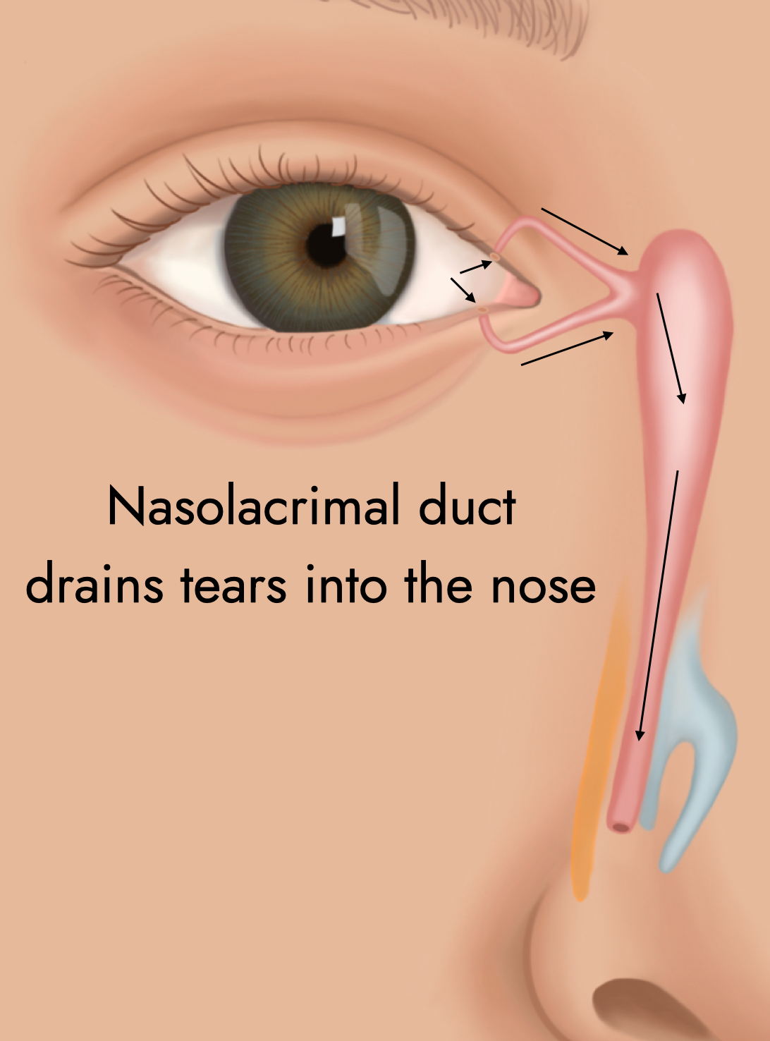 Nasolacrimal Duct Eye Model Nasolacrimal Duct Eye Model
